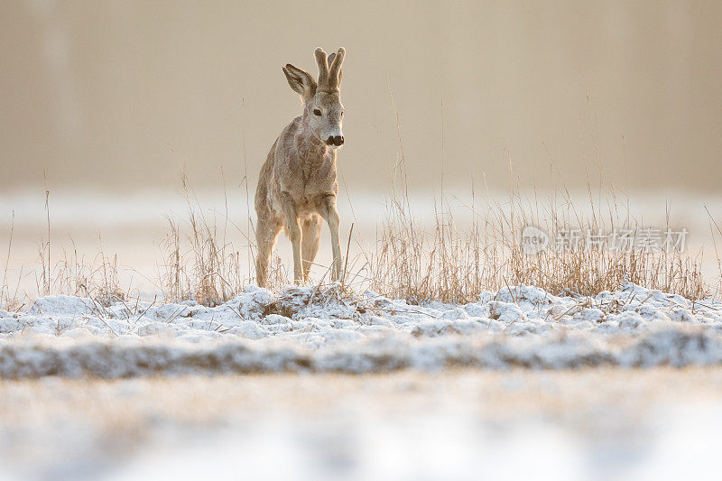 鹿(学名:Capreolus Capreolus)